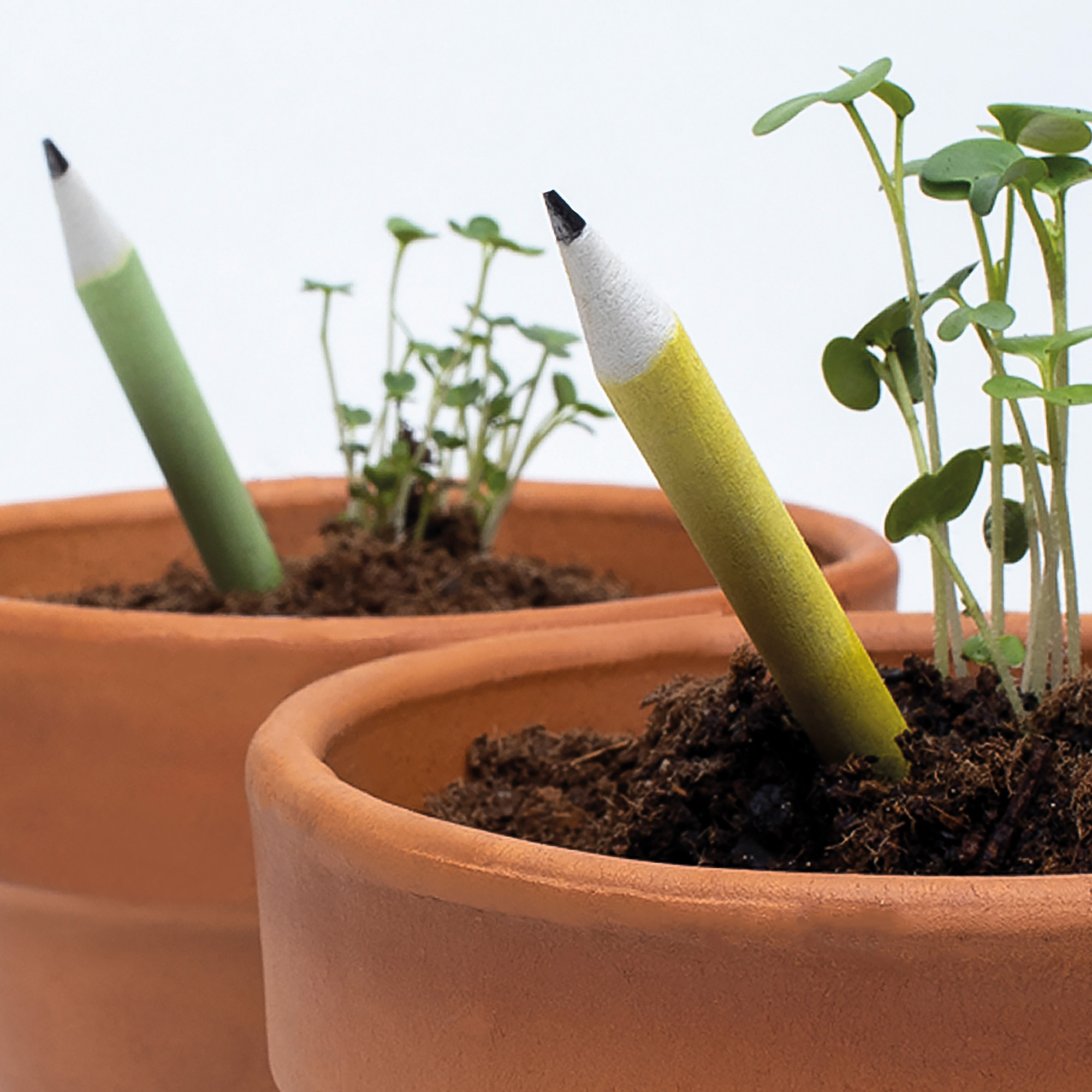 Matita piantabile azzurra-fiori blu, Natura e, Casa e giardino, Giochi  per Bambini e Ragazzi