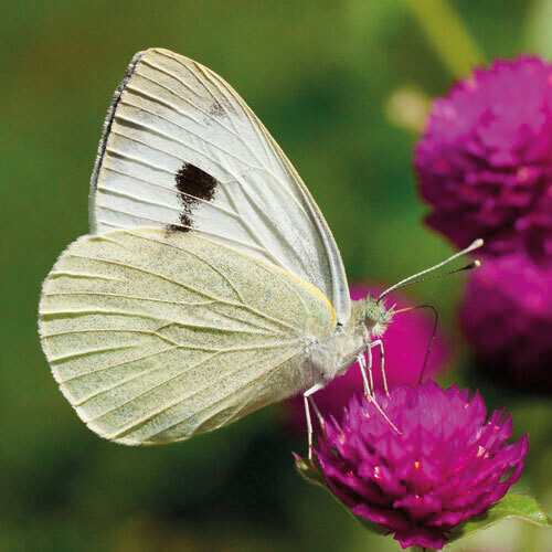 Butterfly kit: kit allevamento farfalla cavolaia, Natura e, Casa e  giardino, Giochi per Bambini e Ragazzi