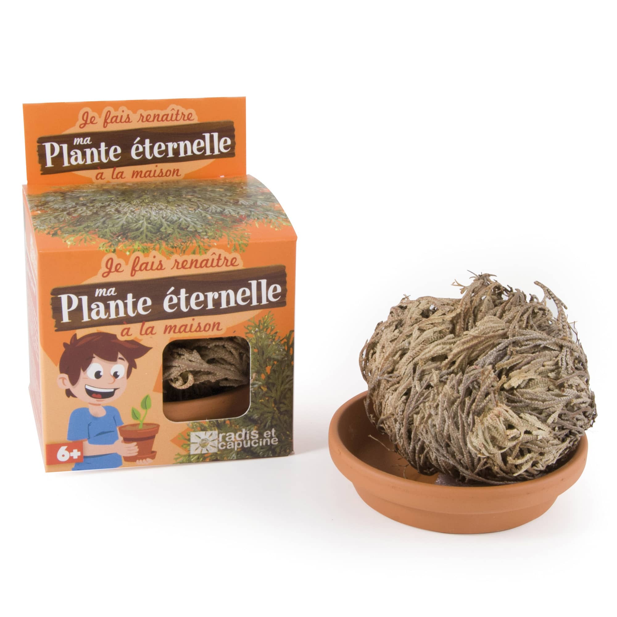 Vasetto Rosa Di Jericho Natura E Casa E Giardino Giochi Per Bambini E Ragazzi Cittadelsole It